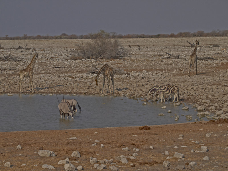 Okaukuejo, Zebra, Giraffe, Oryx